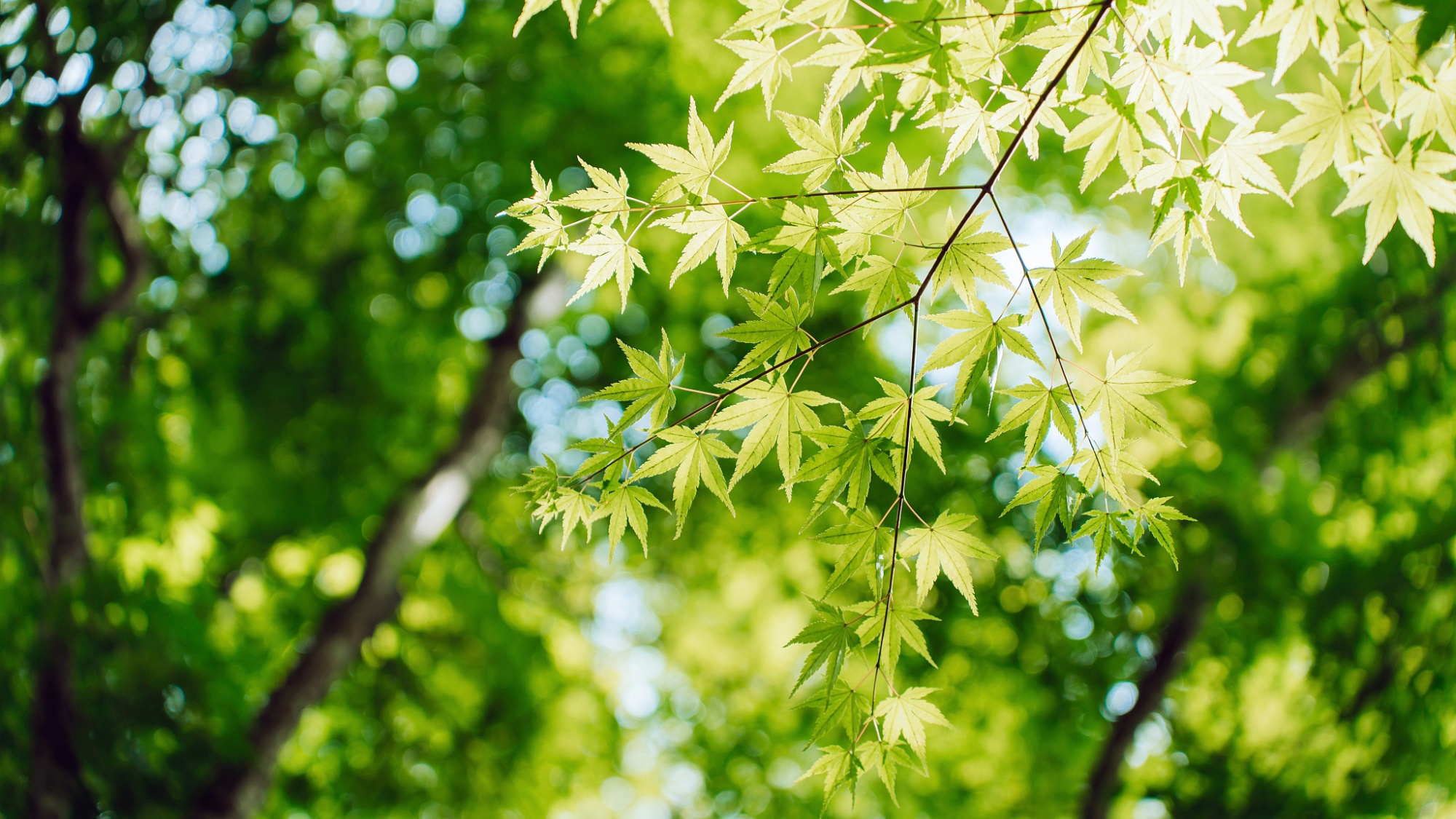 大学生二次捐献造血干细胞延续生命希望-天维邦考教育网