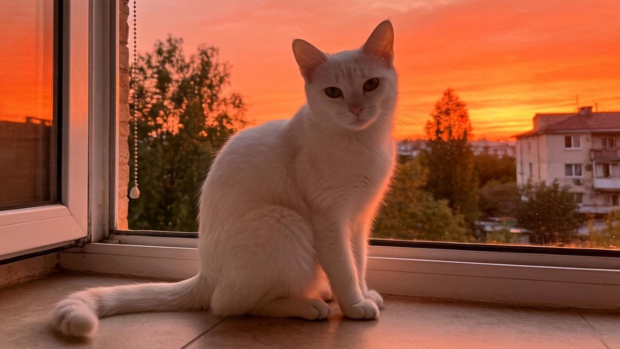 孕妇吃菠萝需注意过敏与消化问题-天维邦考教育网 孕妇吃菠萝需注意过敏与消化问题-天维邦考教育网第一张图